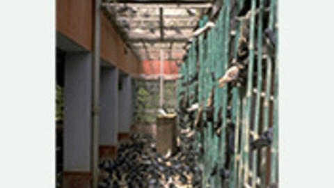 Hospital for Birds