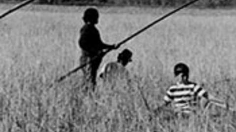 Wild Rice: A Sacred Food